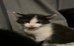 Domestic Shorthair cats for sale: Kittens - Image 10