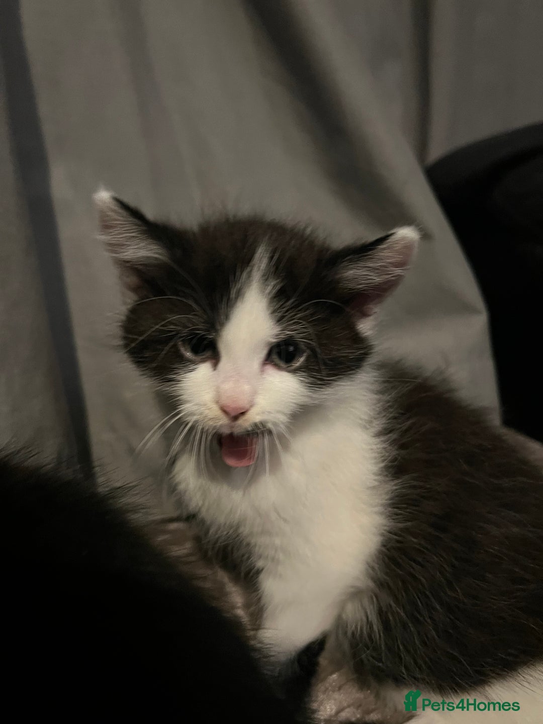 Domestic Shorthair cats for sale: Kittens - Image 10