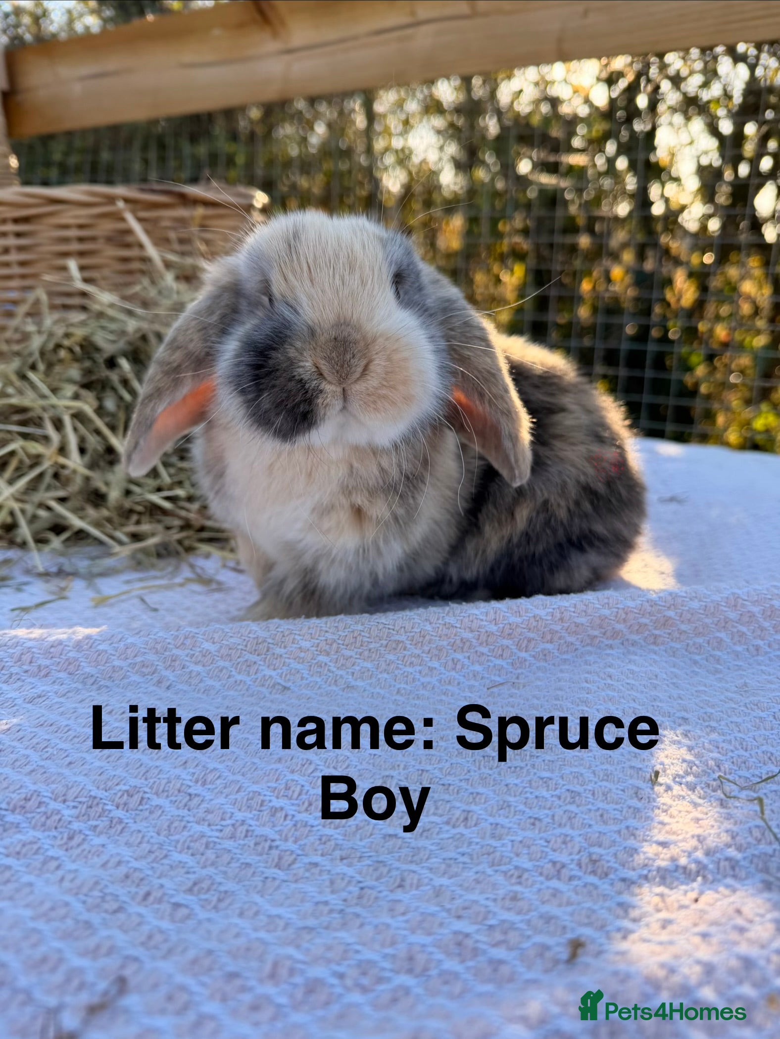 Mini Lop rabbits Mini Lop bunnies  - Advert 1