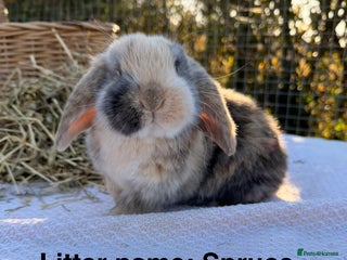 Mini Lop rabbits Mini Lop bunnies - Advert 1