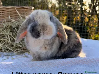 Mini Lop rabbits Mini Lop bunnies - Advert 18