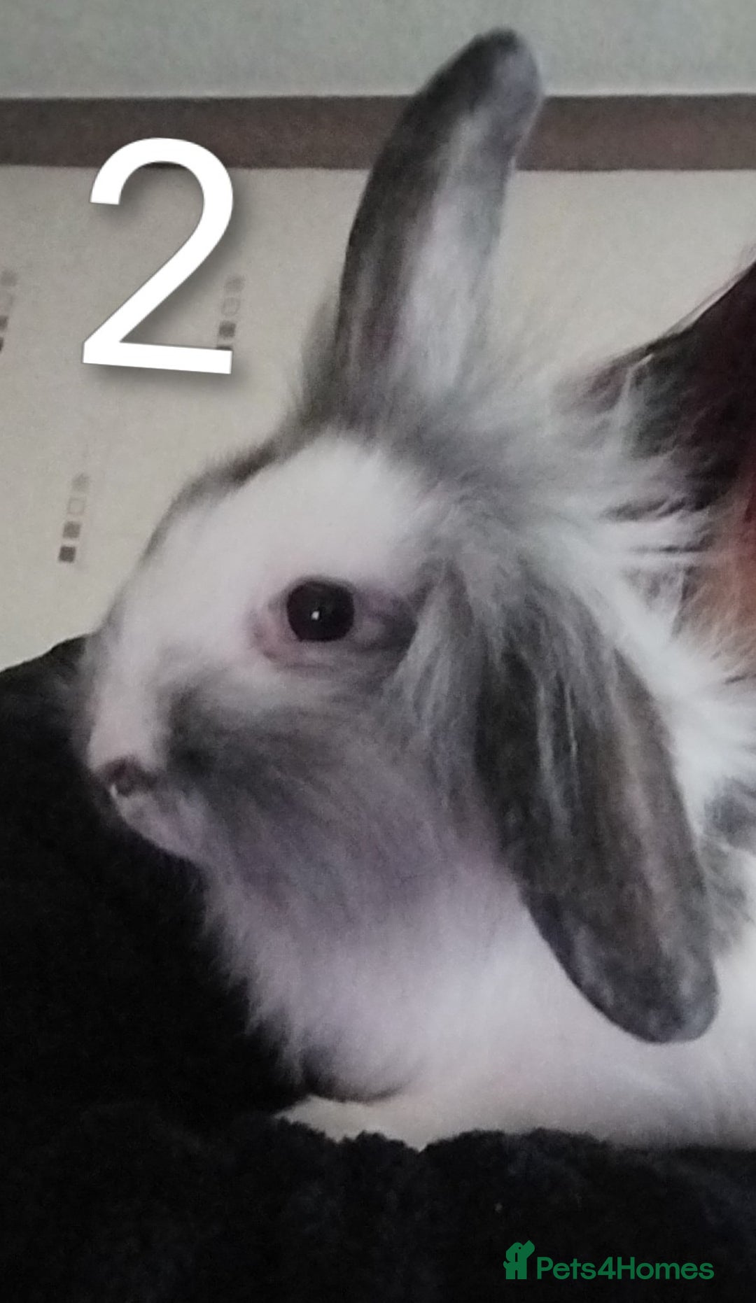 Lionhead rabbits for sale: 4 Female Lionhead available NOW - Advert 5