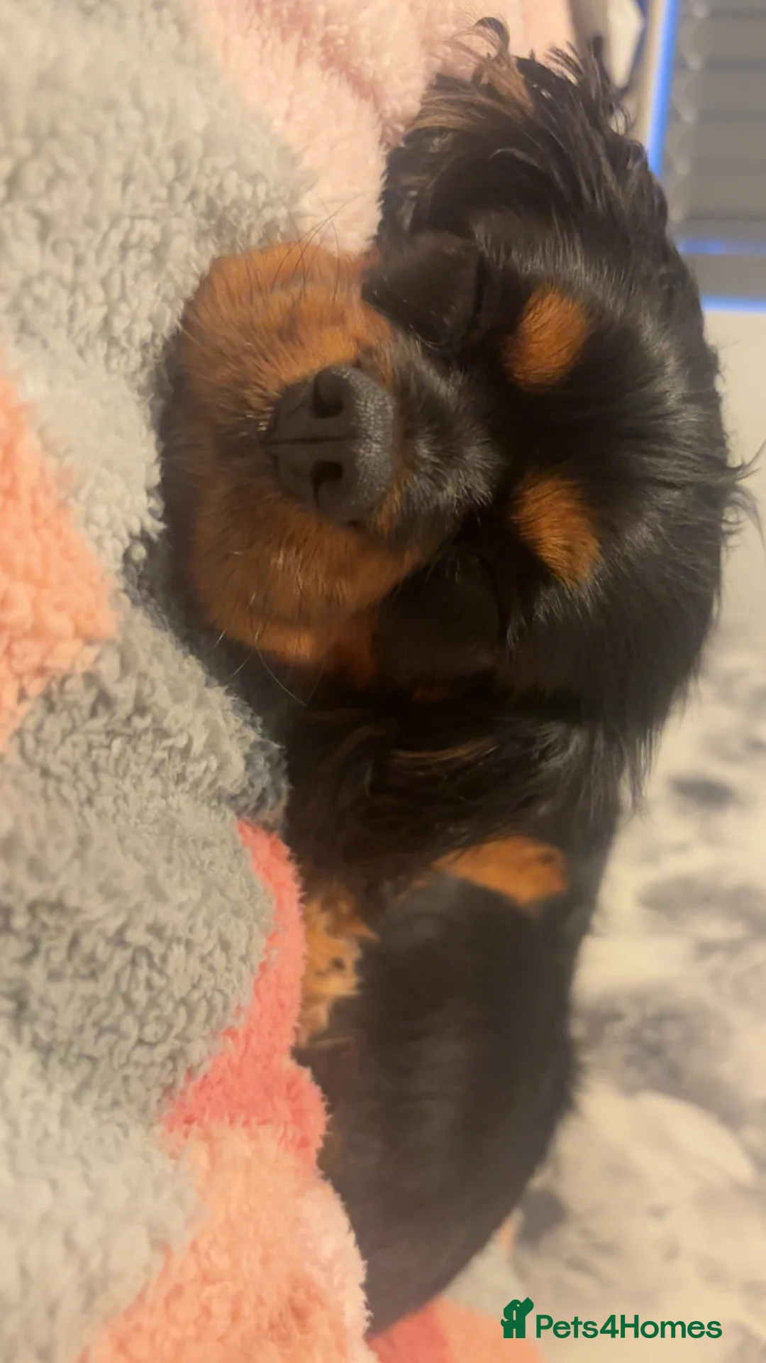 Cavalier King Charles Spaniel dogs for sale: Black and Tan Cavalier Girl in Oldham - Advert 2
