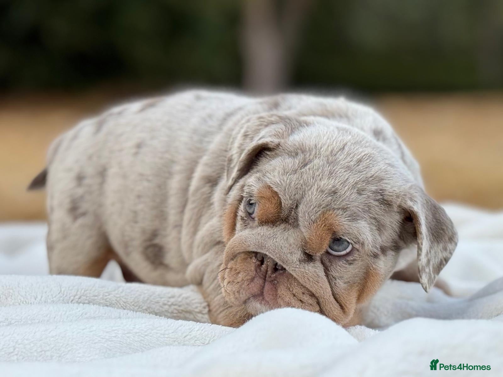 English Bulldog dogs ⭐️ ENGLISH BULLDOG PUPPIES ⭐️ - Advert 1