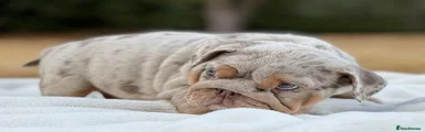 English Bulldog 1