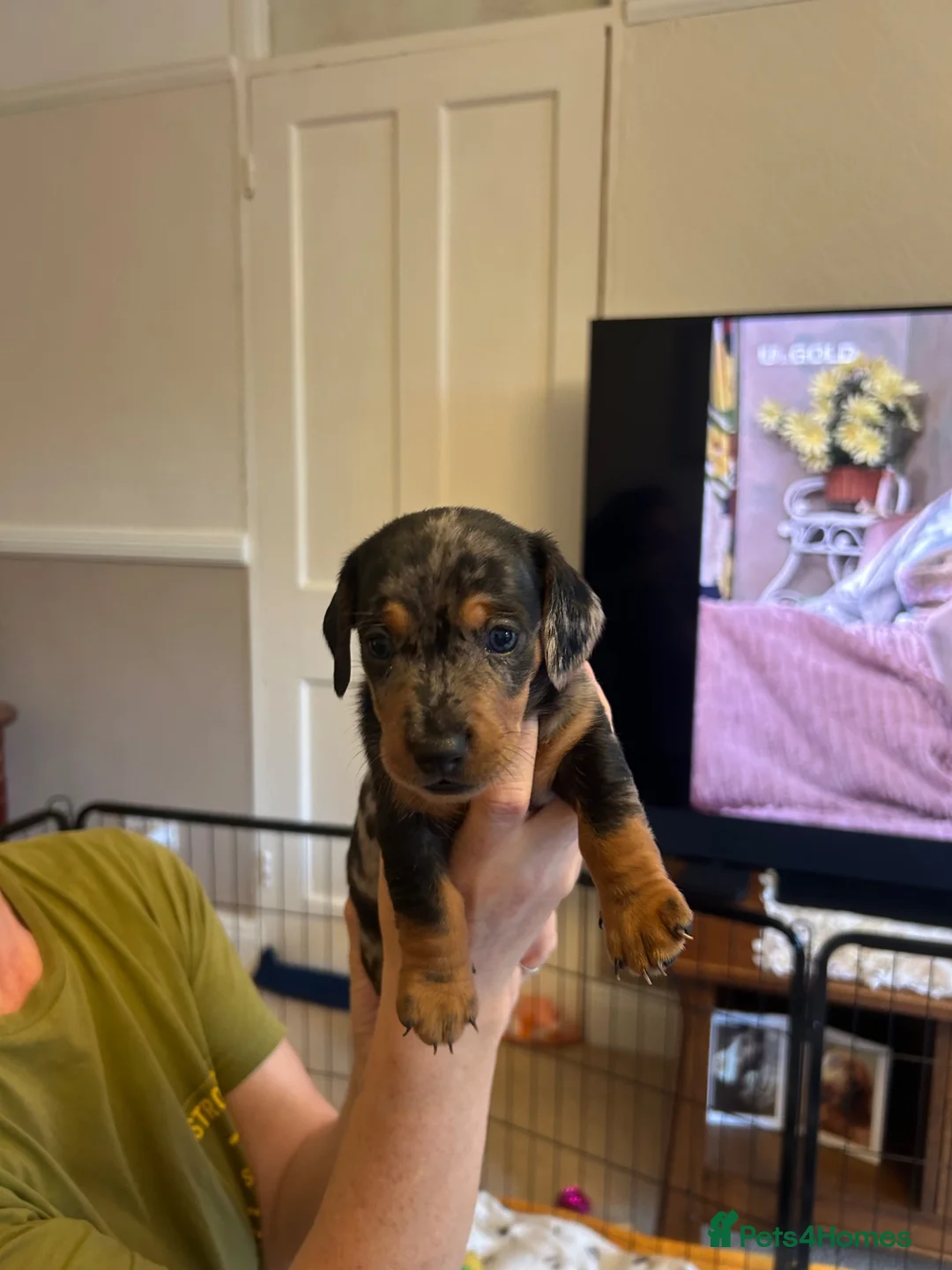 Dachshund dogs for sale: Puppies  - Advert 2