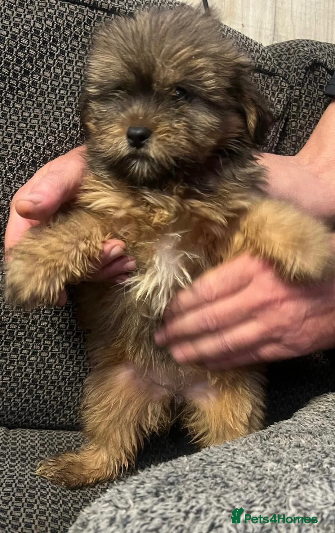 Mixed Breed dogs for sale: Shih tzu x Pomeranian  - Advert 2