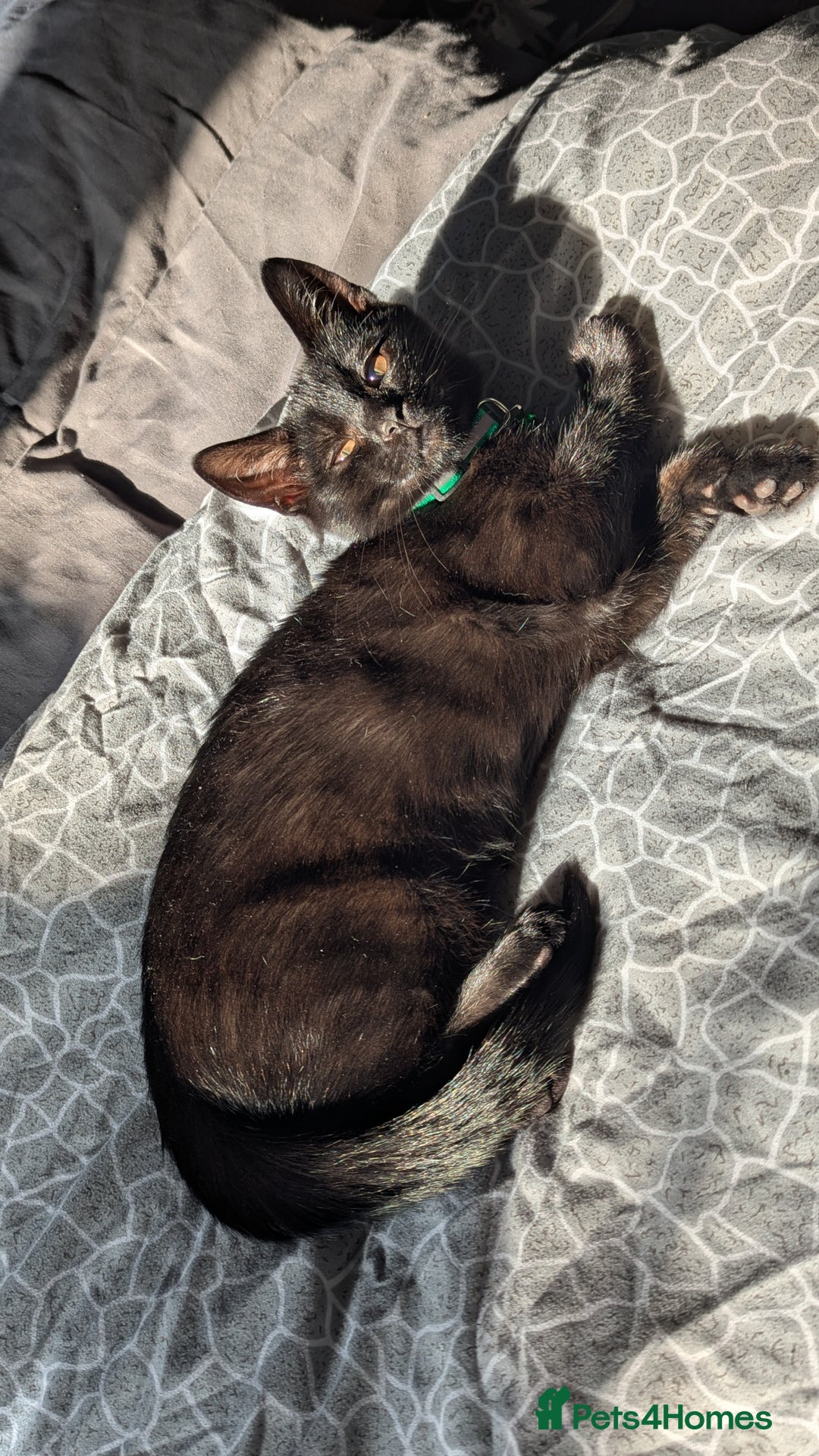 Mixed Breed cats for sale: Kitten  - Image 1