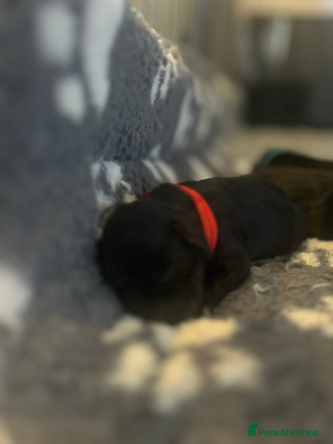 Miniature Schnauzer dogs for sale: Adorable Miniature Schnauzers - Image 6