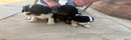 Cavalier King Charles Spaniel dogs for sale: Full bred choc carriers CKCS puppy’s  - Advert 5