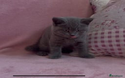 British Shorthair cats for sale: BSH Blue, White rare, Cream, Grey adorable kittens - Image 12