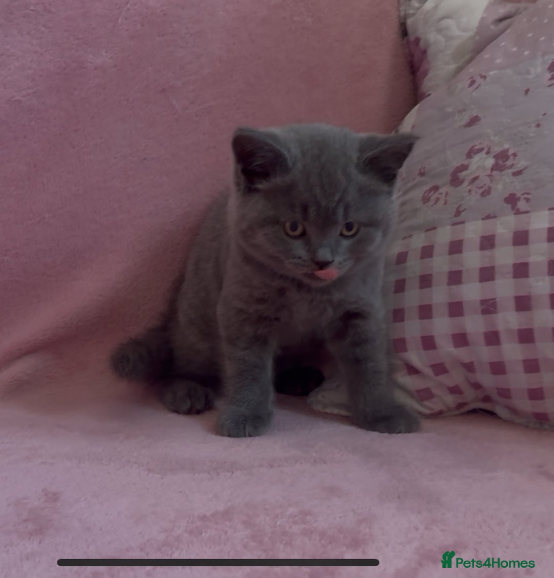 British Shorthair cats for sale: BSH Blue, White rare, Cream, Grey adorable kittens - Image 12