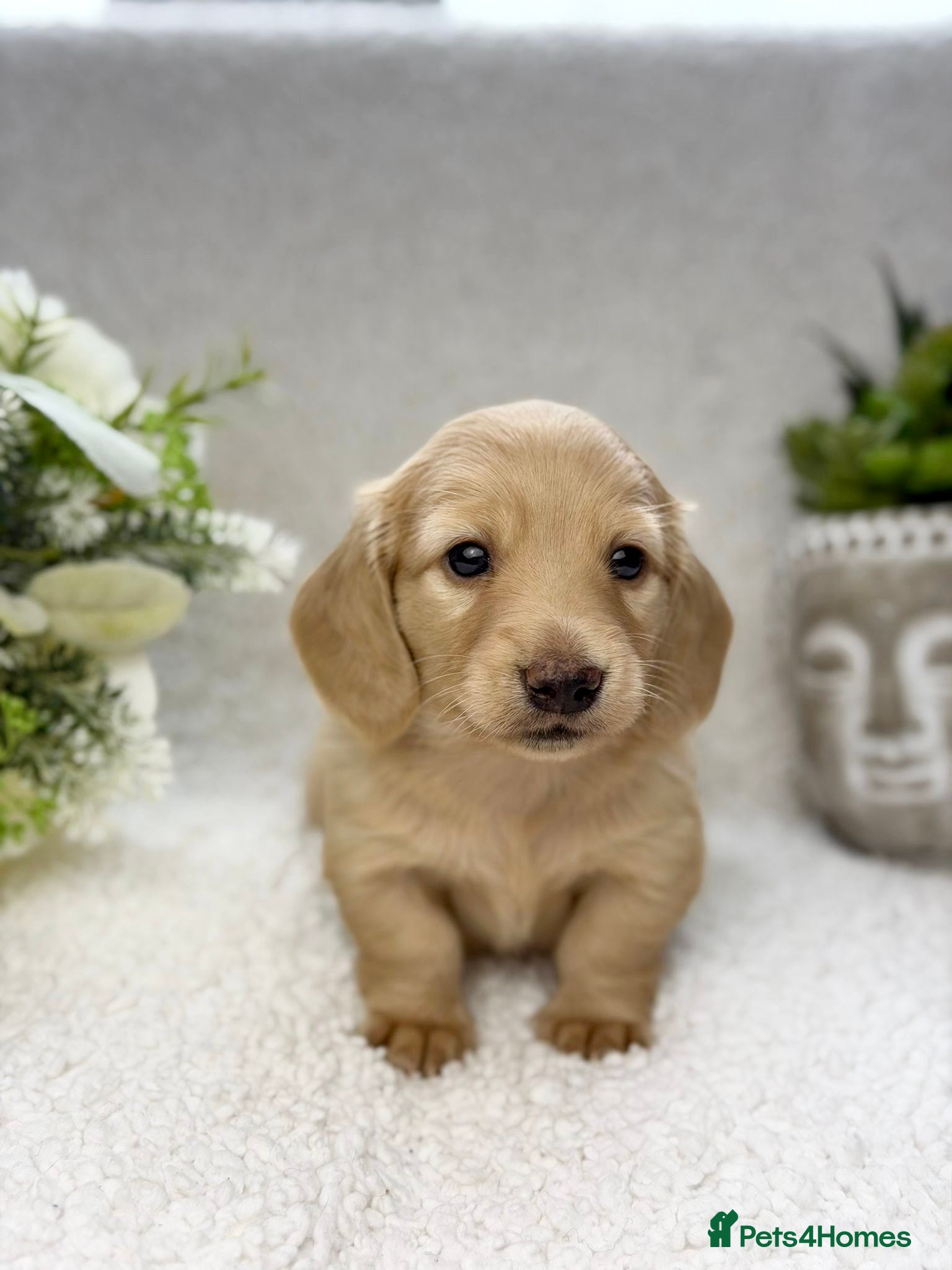 Miniature Dachshund dogs 𝕃𝕠𝕟𝕘 𝕙𝕒𝕚𝕣𝕖𝕕 𝕞𝕚𝕟𝕚 𝕕𝕒𝕔𝕙𝕤𝕙𝕦𝕟𝕕 - Advert 1