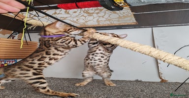 Bengal cats - Advert 3