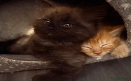 Mixed Breed cats for sale: 2 male kittens long hair  - Image 5