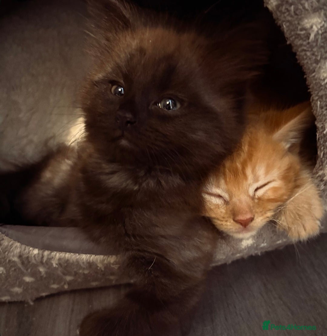 Mixed Breed cats for sale: 2 male kittens long hair  - Image 5