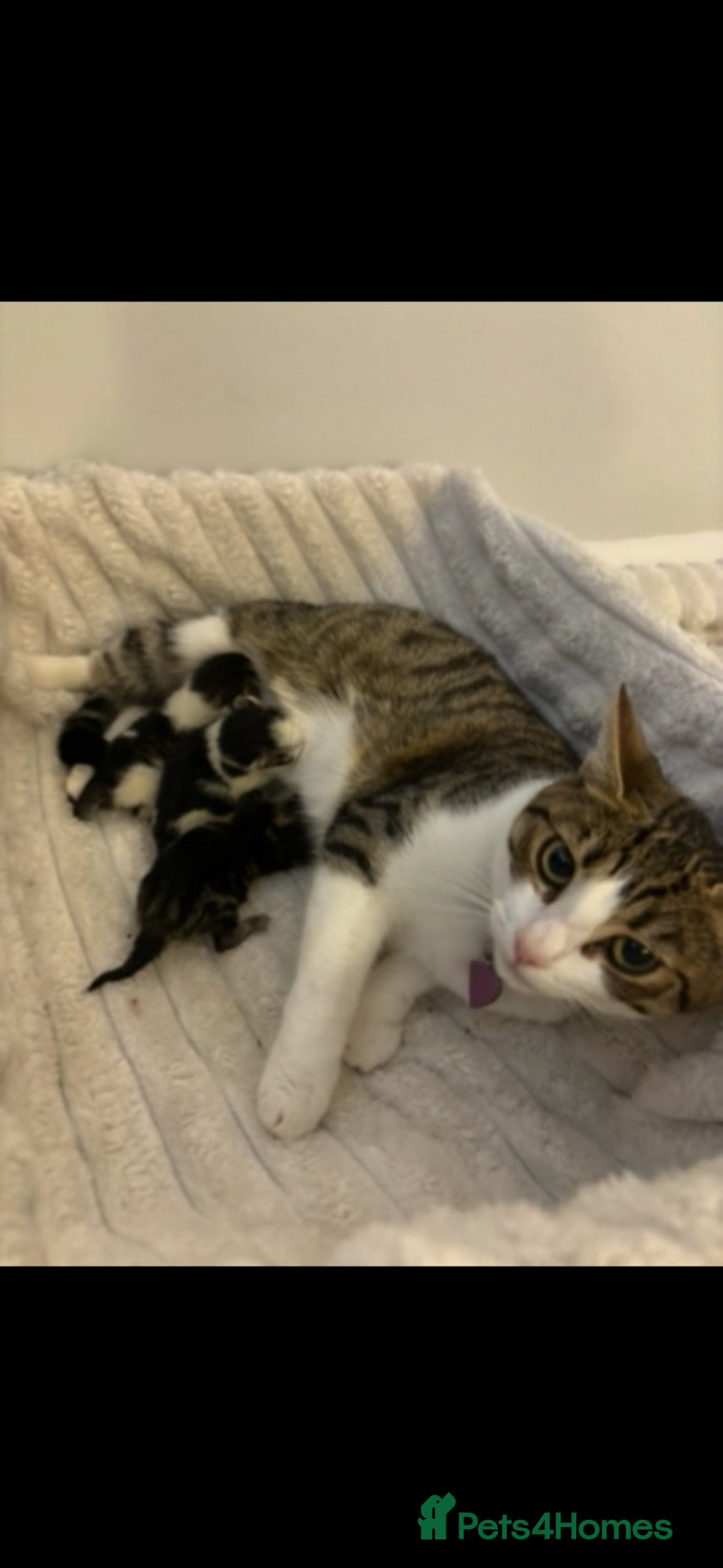 Mixed Breed cats for sale: 3 Gorgeous Kittens Looking for Their Forever Homes - Advert 13