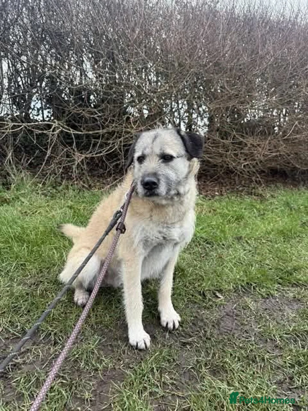 Mixed Breed dogs for adoption: Meet Sage, currently residing in Cheshire  in Nantwich - Advert 1