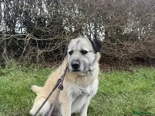 Mixed Breed dogs Meet Sage, currently residing in Cheshire - Advert 1