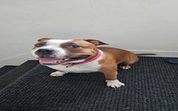 American Bully dogs for sale: 19 month old female pocket bully - Image 8