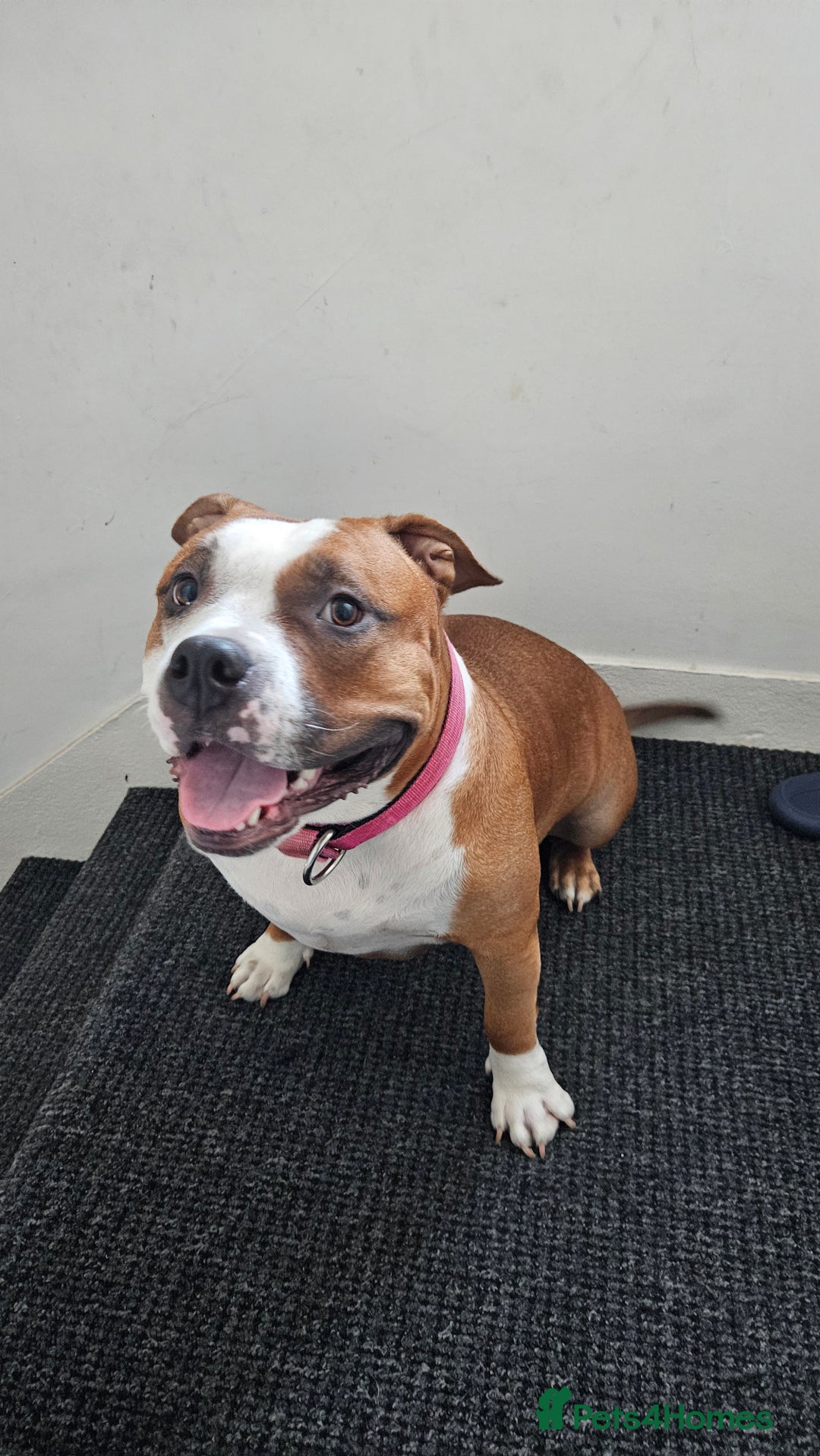 American Bully dogs for sale: 19 month old female pocket bully - Image 8