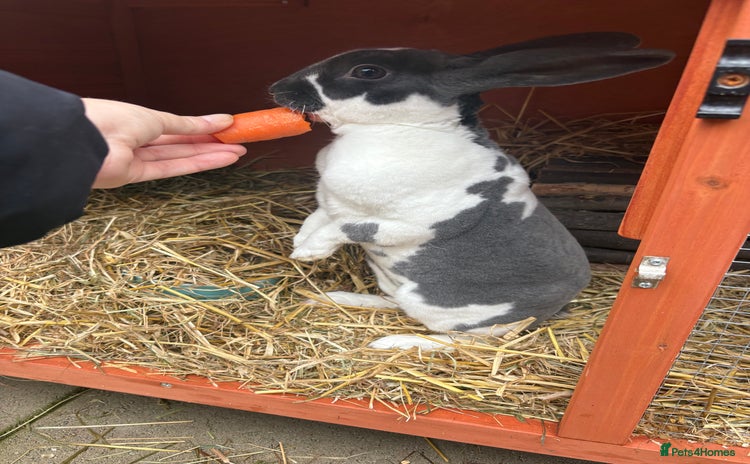 Rex rabbits - Advert 14