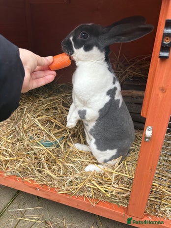 Rex rabbits - Advert 14