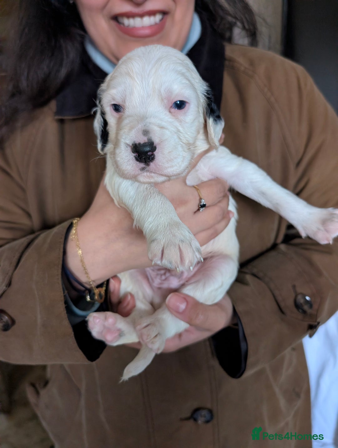 English Setter dogs for sale: English setters - Advert 6