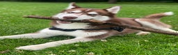 Siberian Husky dogs for stud: ~~Siberian Husky for stud~~ in Borehamwood - Advert 6