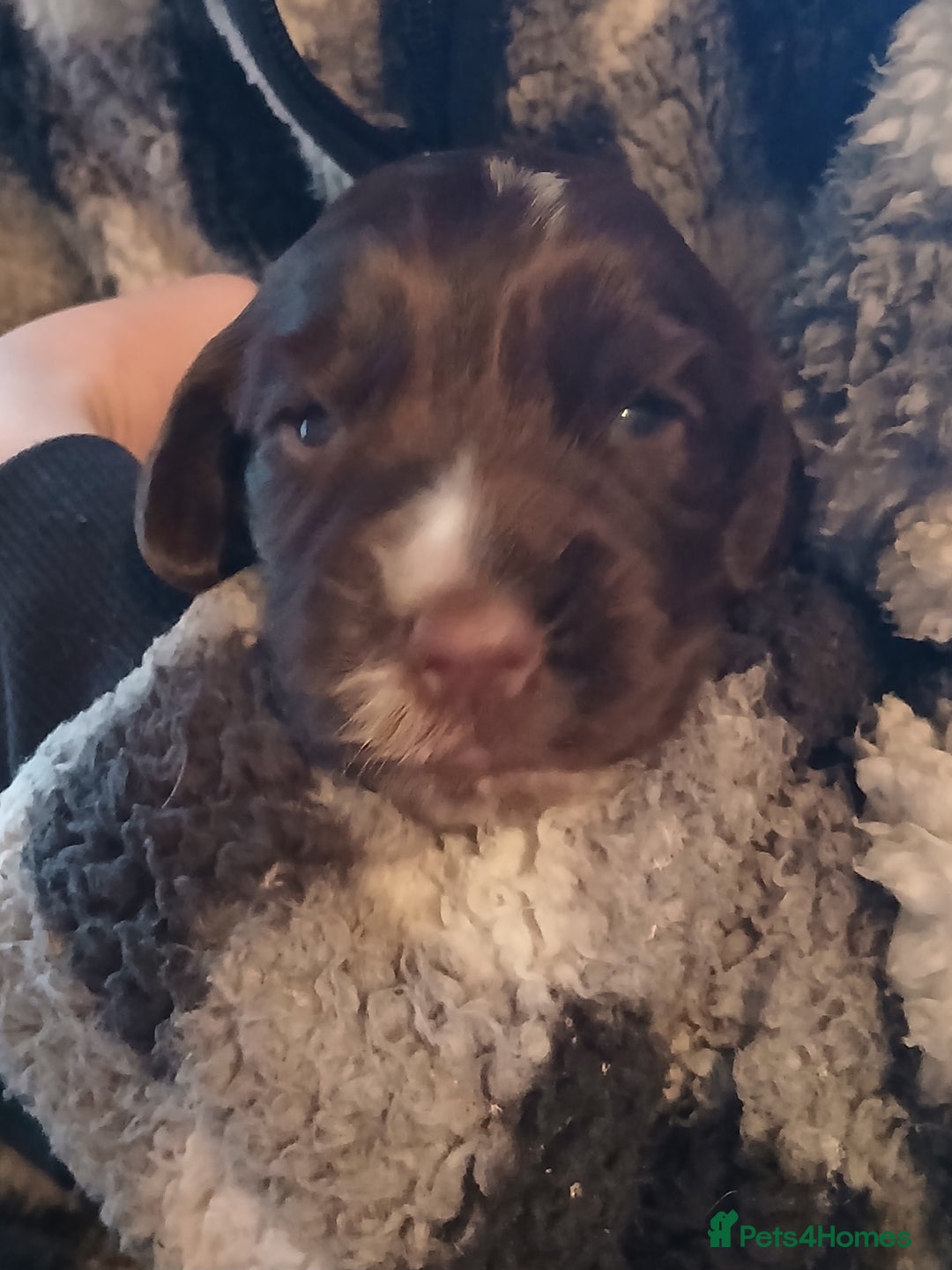 Cocker Spaniel dogs for sale: Cocker Spaniels - Image 4
