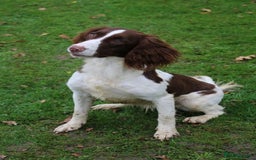 English Springer Spaniel dogs for sale: Health Tested English Springer Spaniel Puppies - Image 2