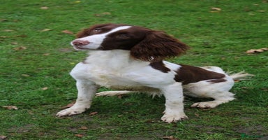 English Springer Spaniel dogs - Advert 10