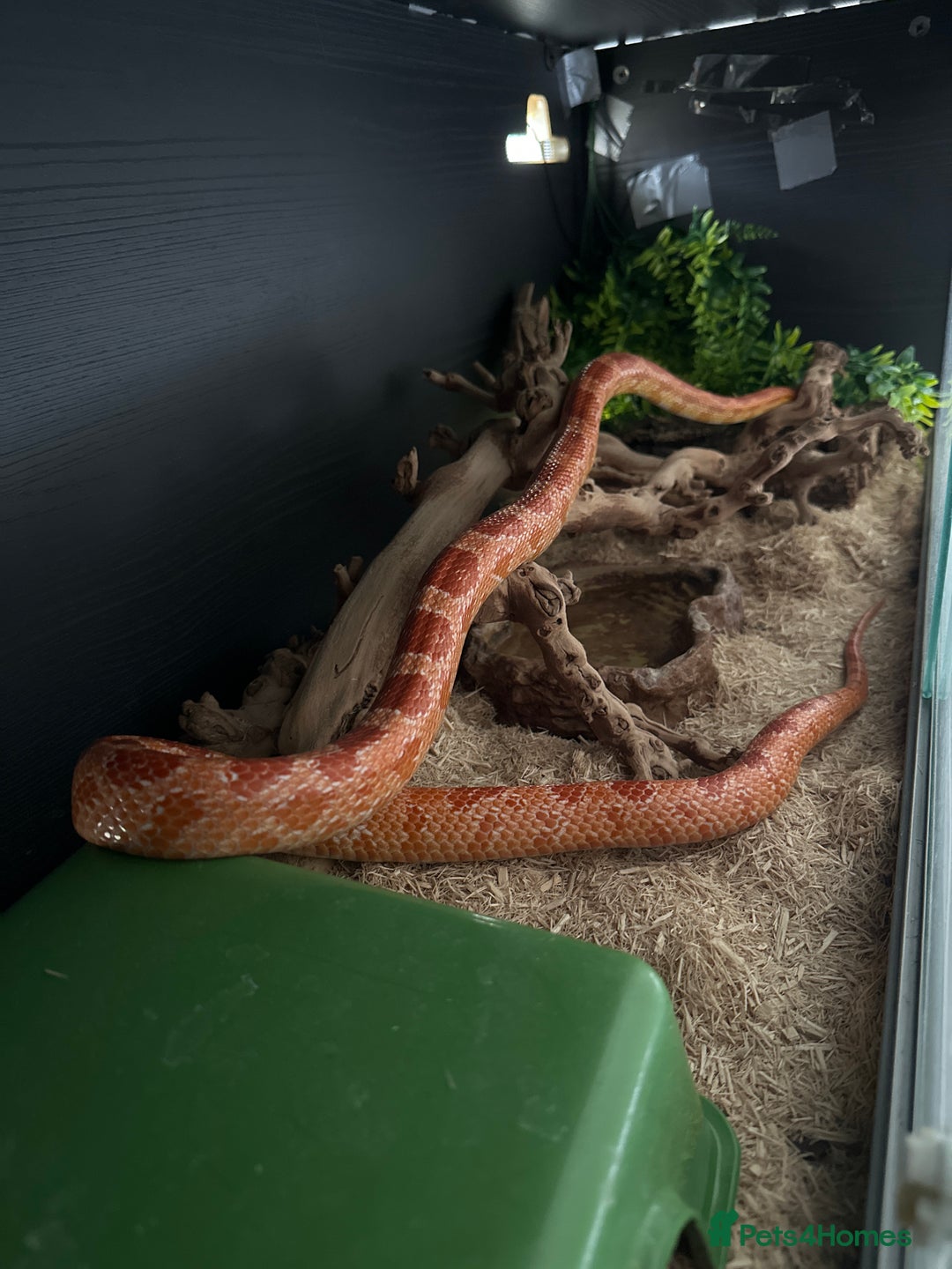 Corn Snake reptiles for sale: 3 year old male corn snake - Image 4