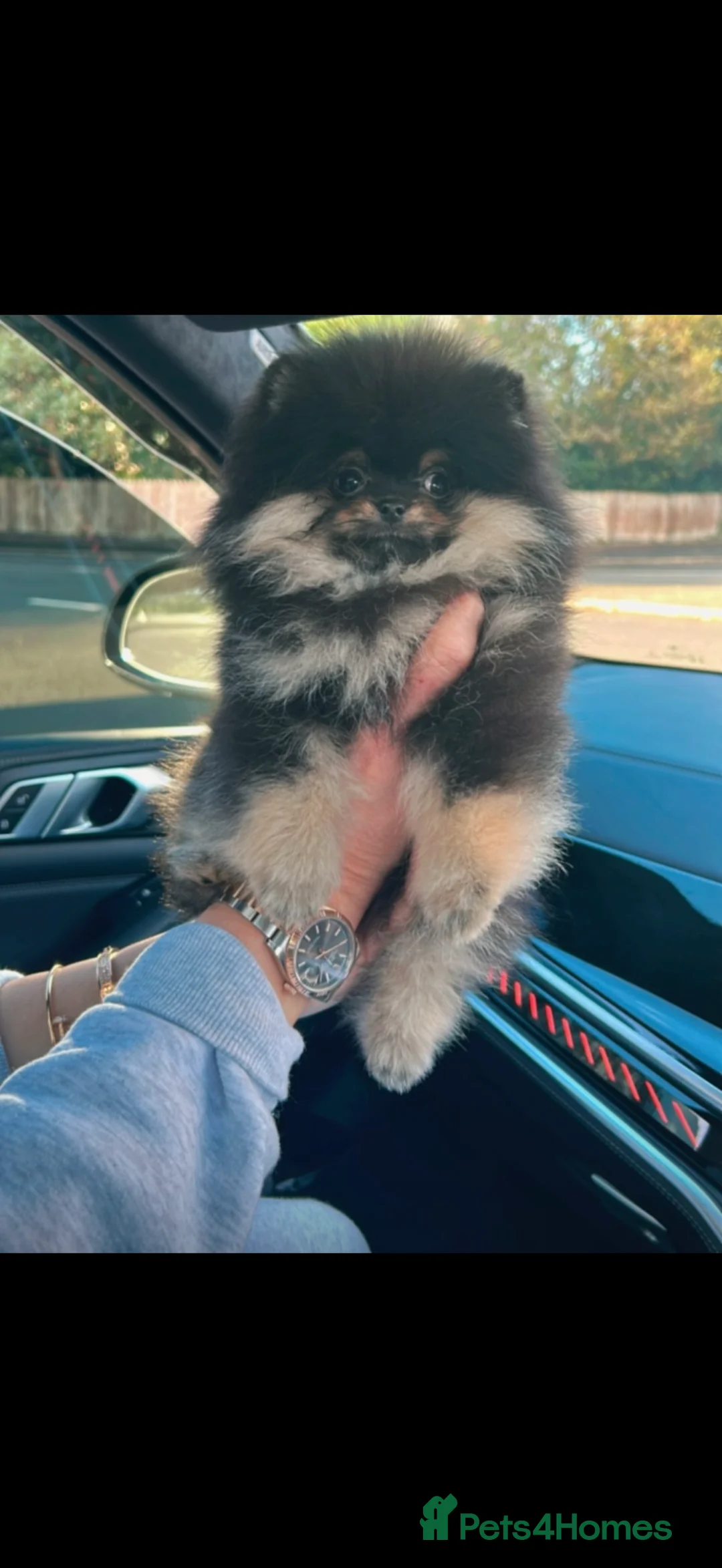 Pomeranian dogs for sale: Mini female Pomeranian - Advert 1