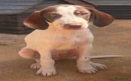 Mixed Breed dogs for adoption: Marcus needs a loving home  - Image 1