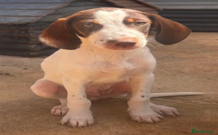 Mixed Breed dogs - Advert 3