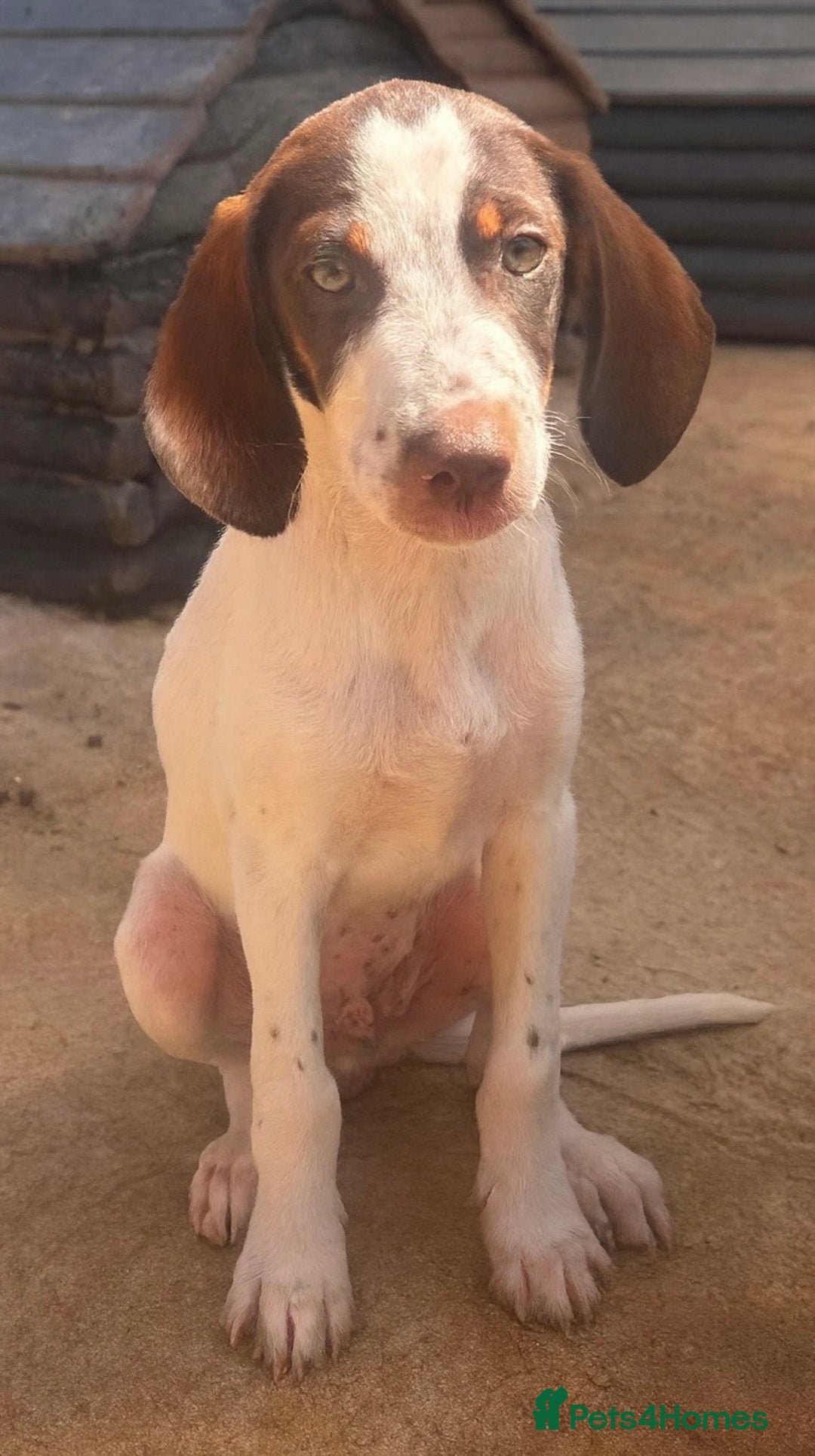 Mixed Breed dogs for adoption: Marcus needs a loving home  - Image 1