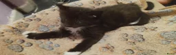 Domestic Shorthair cats for sale: Beautiful, Silky Soft, Furry, Adorable Kittens in Port Talbot - Advert 5