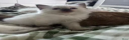 Ragdoll cats for sale: Female ragdoll seal point  - Advert 8