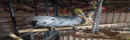 Parrots birds for sale: African grey parrot congo in Liverpool - Advert 2