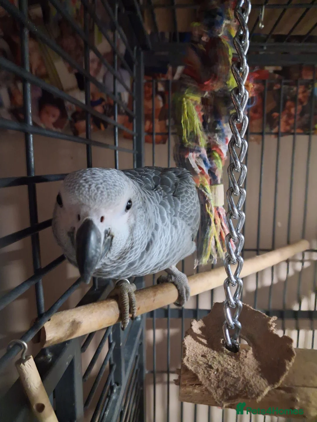 Parrots birds for sale: African grey parrot congo in Liverpool - Advert 2