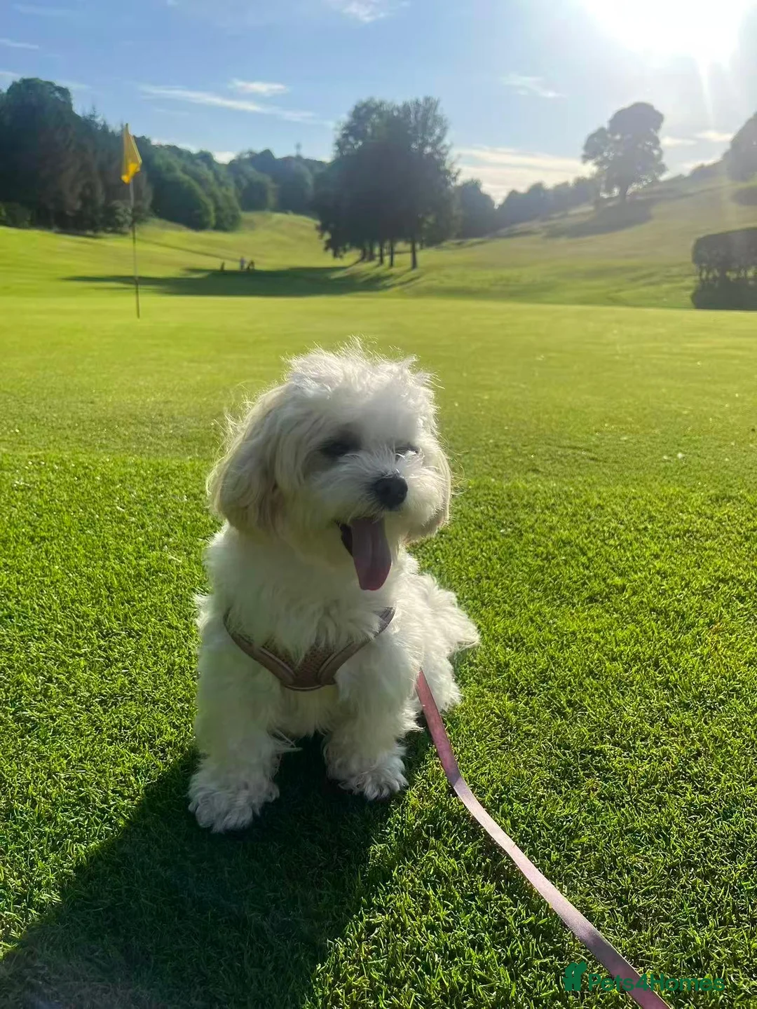 Maltipoo dogs for sale: Two Stunning Adorable Asian/Korea Maltipoo boys in Edinburgh - Advert 15
