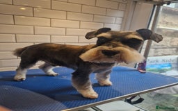 Miniature Schnauzer dogs for sale: Stunning miniature schnauzers  - Advert 6