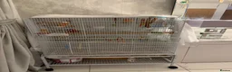 Canaries birds for sale: Pair of canaries red factor.  - Advert 5