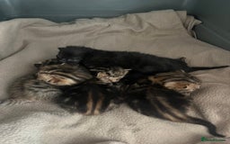 Bengal cats for sale: Beautiful Part/ cross Bengal Kittens - Image 5