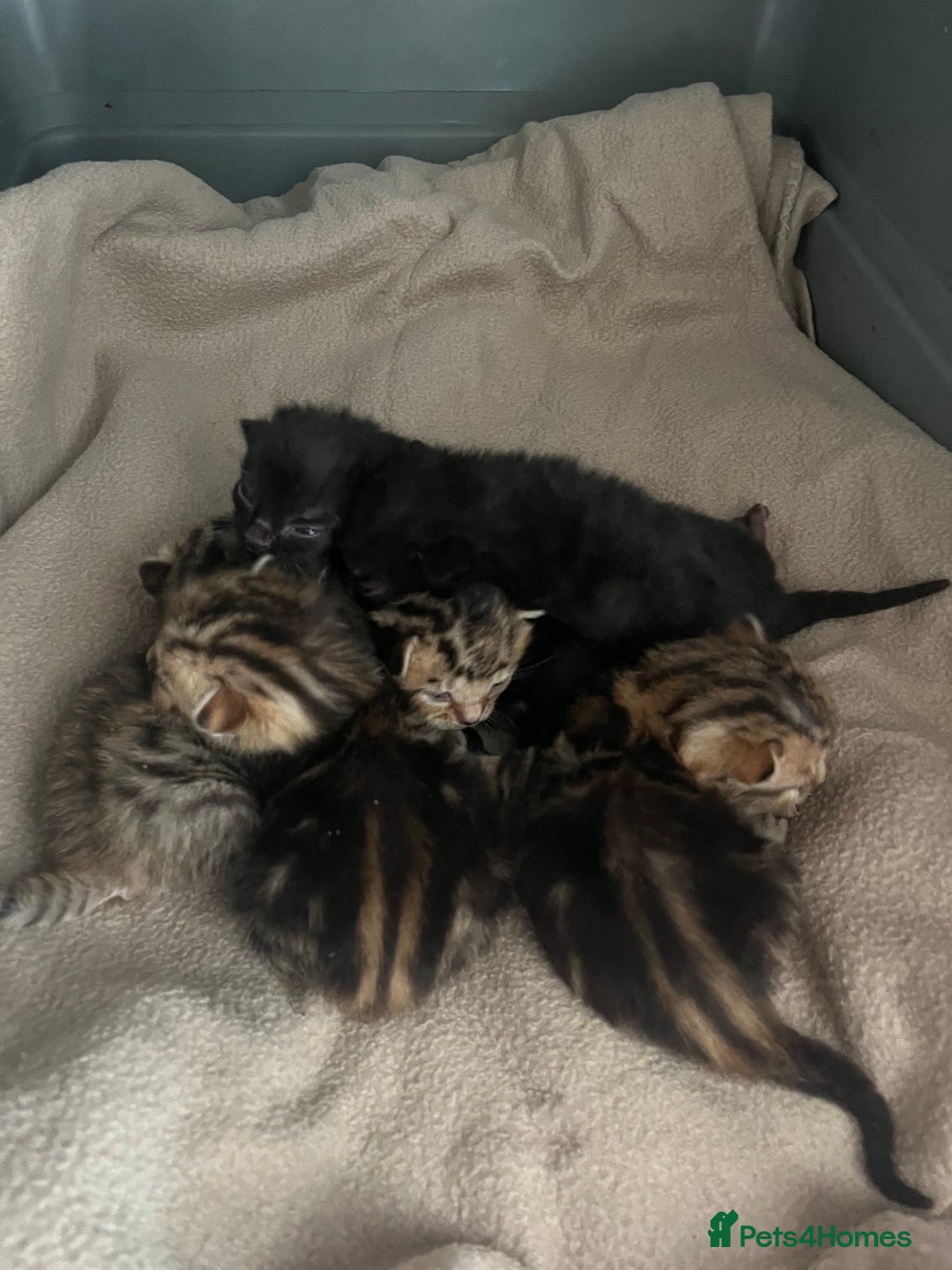 Bengal cats for sale: Beautiful Part/ cross Bengal Kittens - Image 5