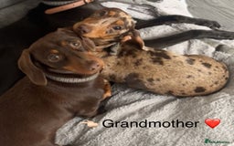 Miniature Dachshund dogs for sale: KC Reg Miniature Dachshund Puppies - Image 4