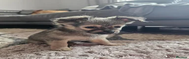 Pomchi 3