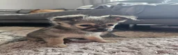 Pomchi dogs for sale: 3 beautiful long-haired Chihuahua x Pomchi pups - Advert 3