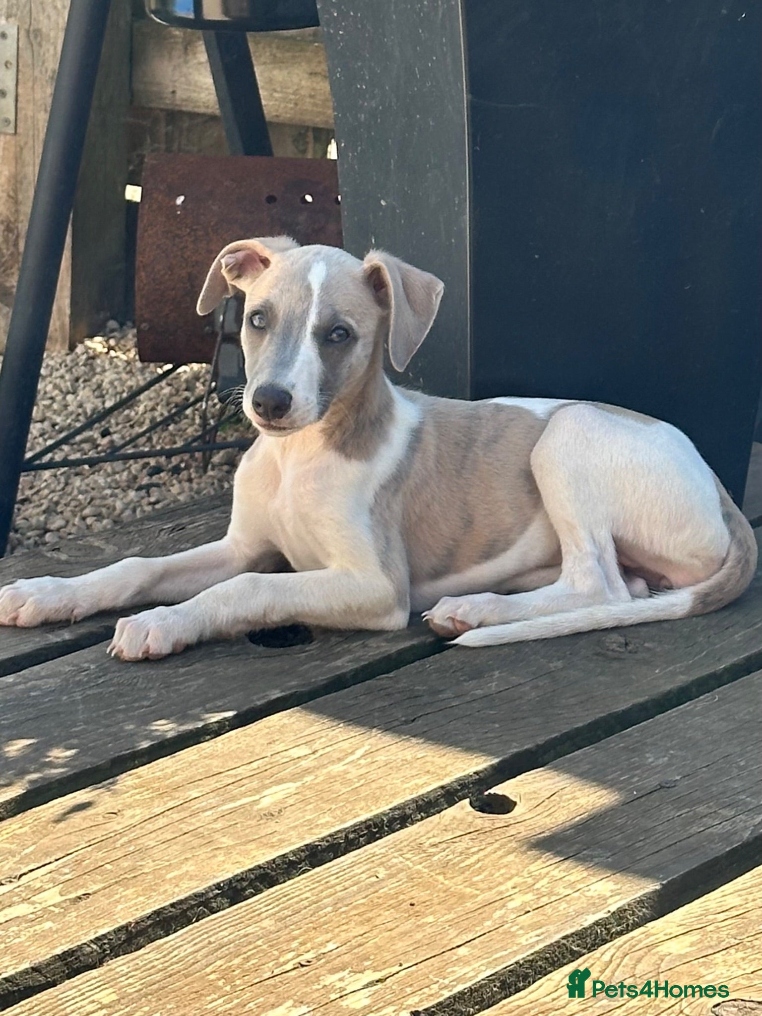 Whippet dogs KC registered girl whippet puppy - Advert 1
